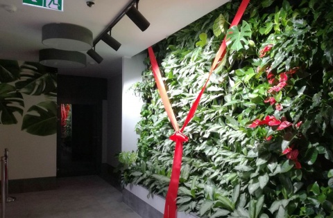 Ponad tysiąc roślin, 15 metrów wysokości. Zielona ściana w bydgoskim bloku