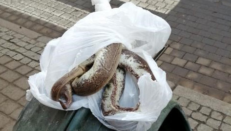 Olbrzymi martwy wąż porzucony na bydgoskiej ulicy. Skąd się tam wziął