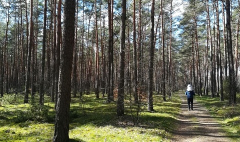 Ministerstwo Środowiska: do 11 kwietnia zakaz wstępu do lasów i parków narodowych