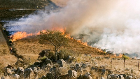Straż pożarna ostrzega: wypalanie traw wcale nie użyźnia: zabija ludzi, zwierzęta