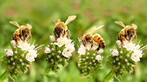 Dbajmy o pszczoły Zawdzięczamy im produkcję 13 żywności