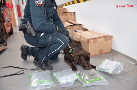 Ponad kilogram marihuany w przesyłce w Toruniu. Wywęszył ją pies celników [wideo]
